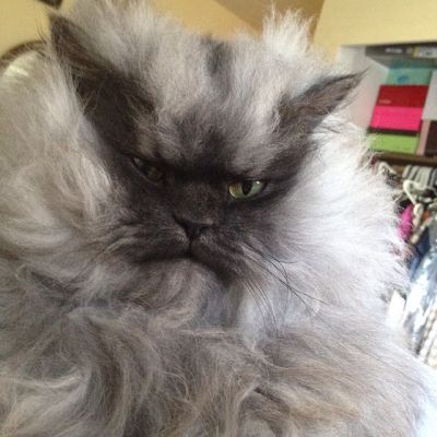 Colonel  Meow